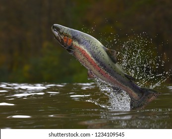 マスの魚が湖や川から飛び出し 跳ね3dレンダリング のイラスト素材 Shutterstock