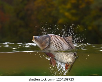 Trout fish jumping in river halfwater view 3d realitstic render