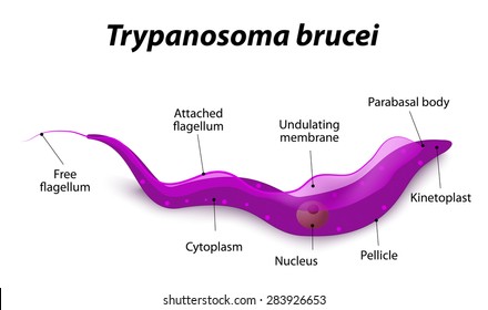 trypanosoma gambiense images