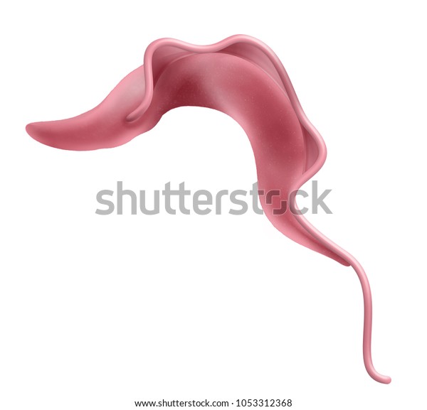 Trypanosoma Brucei Parasite Stock Illustration 1053312368 | Shutterstock