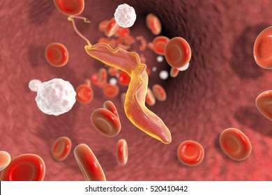 Trypanosoma cruzi in blood, a parasite which is transmitted by kissing bug and causes Chagas disease, 3D illustration