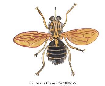 Tsetse Fly Gouache Illustration Hand Painted Artwork Isolated On White Background