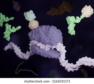 Ttranslation Of A Nucleotide (DNA Or RNA) Sequence To A Protein Sequence 3d Rendering.