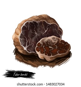 tuber-borchii-whitish-truffle-mushroom-2