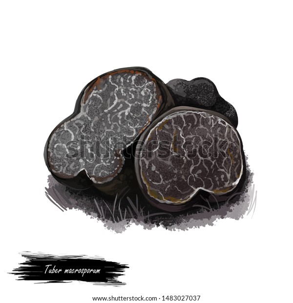 Tuber Macrosporum Smooth Black Truffle Mushroom のイラスト素材