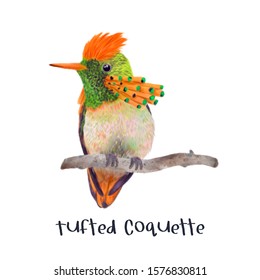 Tufted Coquette Hummingbird Realistic Illustration