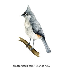 Tufted titmouse bird on a branch. Watercolor illustration. Hand drawn realistic titmouse. Native North American avian. Wildlife forest and backyard bird. White background