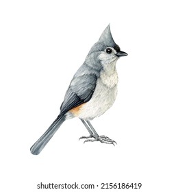 Tufted titmouse bird watercolor illustration. Native North American avian. Baeolophus bicolor tiny bird. Hand drawn realistic titmouse. Wildlife forest and backyard songbird. White background