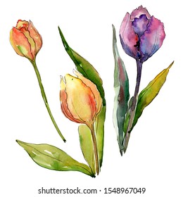 Tulip Floral Botanical Flowers Wild Spring Stock Illustration ...