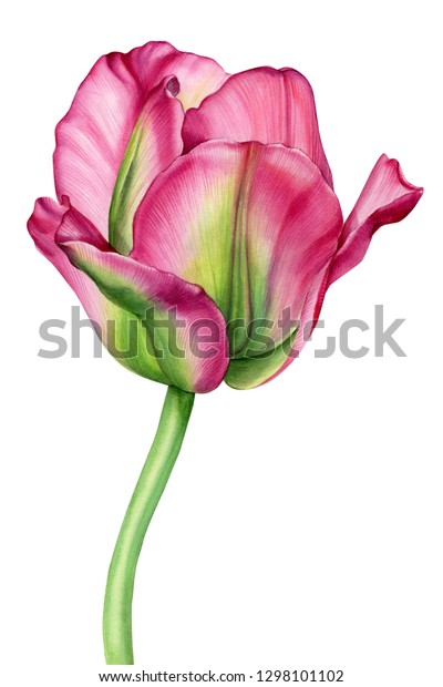 Tulip Flower On White Background Watercolor Stock Illustration ...