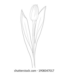 Tulip Flower Outline In Sketch Style For Coloring With Markers.