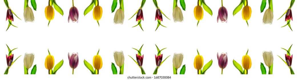 Tulip Flower Spring Web Banner With Copy Space. Card With Multicolor Tulips As Aframe On A White Background