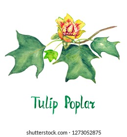 Tulip poplar (Liriodendron tulipifera or American tulip tree) branch with green leaves and flower, hand painted watercolor illustration with inscription isolated on white