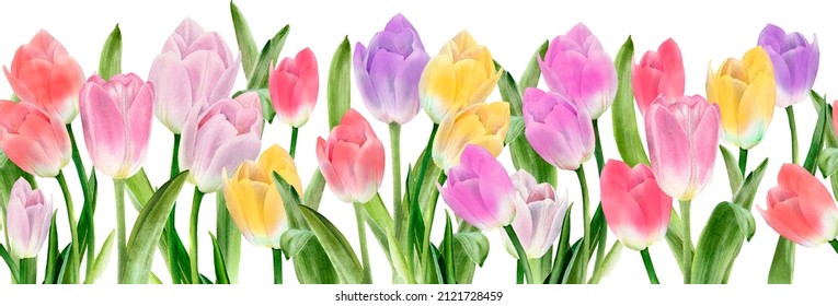 Tulip Seamless Border, Floral Frame. Spring Flowers. Watercolor Illustration. Easter Card, Wedding Invitation, Blog Decoration