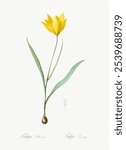 Tulipa sylvestris illustration from Les liliacees (1805) by Pierre-Joseph Redoute. Vintage Tulipa sylvestris botanical art illustration, old Tulipa flower painting, Redoute