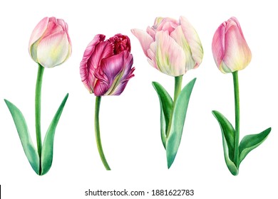 Tulips on white background, spring watercolor flowers, floral clipart