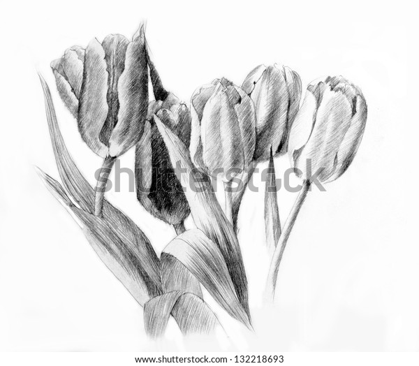 Tulips Pencil Drawing Stock Illustration 132218693