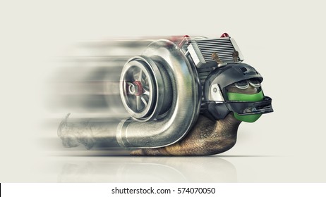 Turbo snail. High resolution 3d