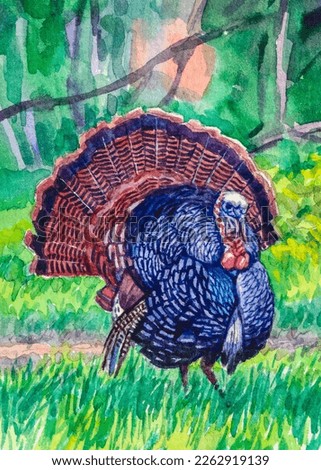 Turkey bird. Turkey became the national dish that we eat on Thanksgiving. Watercolor painting. Acrylic drawing art. A piece of art.