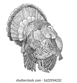 Turkey Bird Drawing Image Hd Stock Illustration 1622934232 | Shutterstock