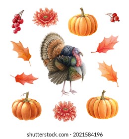 Turkey Bird, Pumpkins, Leaves, Berries Set. Watercolor Thanksgiving Illustration. Festive Autumn Decoration. Turkey Bird, Orange Pumpkins Fall Leaves And Berries. Thanksgiving Decor. White Background