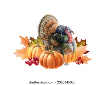 Turkey Bird With Pumpkins. Watercolor Thanksgiving Illustration. Festive Autumn Decoration. Turkey Bird With Orange Pumpkins And Fall Leaves, Berries. Thanksgiving Decor. White Background