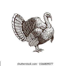 Turkey hand drawn illustration in engraving or woodcut style. Gobbler meat and eggs vintage produce elements. Badges and design elements for the turkeycock manufacturing.  Illustration