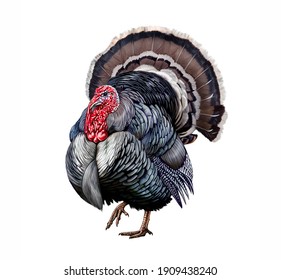 The turkey (Meleagris gallopavo) realistic drawing illustration for encyclopedia of animals and birds, isolated image on white background