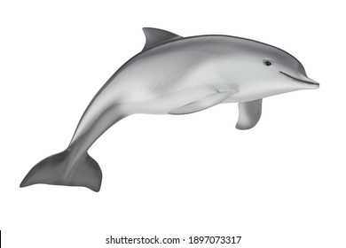 Tursiops Truncatus Ocean or Sea Bottlenose Dolphin on a white background. 3d Rendering