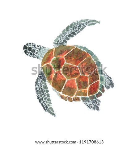Turtle Hand drawn sketch and watercolor illustrations. Watercolor painting Turtle. Turtle Illustration isolated on white background.