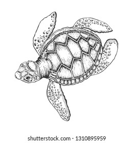 Turtle Stock Vector (Royalty Free) 299976275