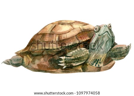 turtle, watercolor illustration, hand drawing