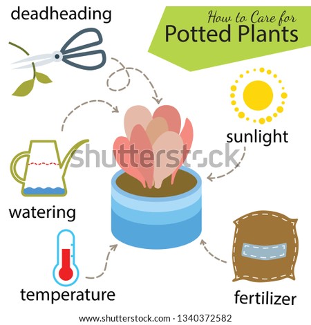 Tutorial how to care for potted plant. Succulents in pot, elements for care: deadheading, watering, temperature, fertilizer, sunlight.