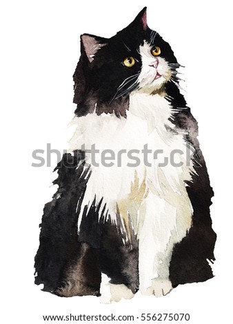 Tuxedo Black and White Fat Fluffy Cat Watercolor Painting Isolated .