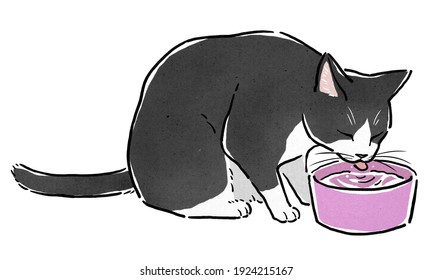 Tuxedo Cat Drinking Water With Water Bowl.