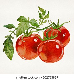 Twig of fresh tomatoes isolated on white background. Watercolor picture.