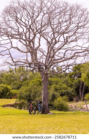 Similar – Image, Stock Photo Bicycle leaning against tree trunk in front of blue sky and water