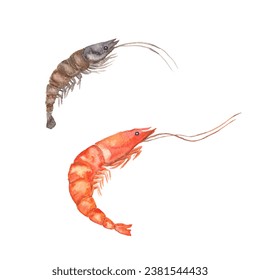 Two big brown and red shrimps. Red shrimp, giant gamba prawn. White prawn, banana prawn. Shrimp cocktail seafood. Watercolor - Powered by Shutterstock