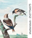 Two birds: hawfinch (1752) painting in high resolution by Aert Schouman. Vintage two hawfinches bird drawing illustration, Vintage bird painting illustration