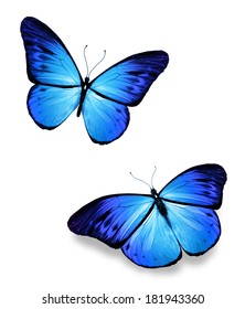 Two Blue Butterflies On White Stock Illustration 181943360 | Shutterstock