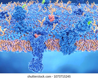 Two brain cell receptors: delta opioid receptor and cannabinoid receptor
The opioid and cannabinoid  receptors are involved in pain-sensation, mood, appetite and memory. 3d rendering