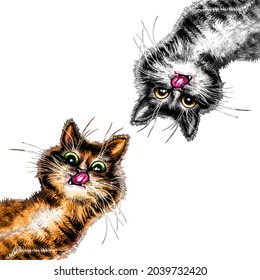 Two cats looking from