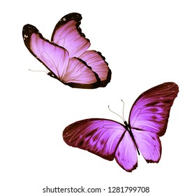 Two Color Butterflies Flying Isolated On Stock Illustration 1281799708 