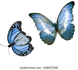 Two Color Butterflies On White Stock Illustration 1500277835 | Shutterstock