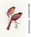 Two colorful birds perched on a branch. Vibrant plumage with red and brown hues. Birds depicted in a natural setting, showcasing their vivid colors and elegant form. Vintage bird illustration.