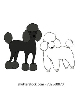 Two cute, beautiful dogs, one black, second white, isolated on white background,raster cartoon style, illustration pets fanny poodle.
