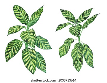 Two Dieffenbachia Dumb canes plant isolated on white background. Watercolor hand drawing illustration. Indoor flowerpot. Perfect for botanical design.