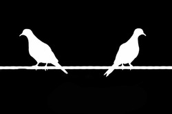 Two Doves Perching On Wire Face Opposite Of Each Other Mirror Reflection Silhouette Black And White High And Low-key Photography. 