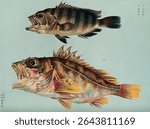 Two fish Colour lithograph, 1884. Vintage marine life illustration. Vintage art of fish and underwater creatures. Maine life artwork.