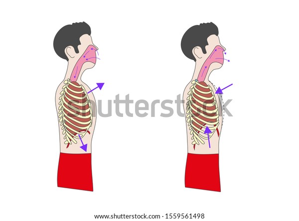 Two Flat Drawings Man Breathing Out Stock Illustration 1559561498 ...